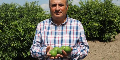 Adana’da yeni sezon limonuna eski ürün engeli: Fiyat 6 liraya kadar düştü