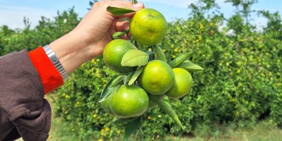 Adana’da erkenci mandalina hasadı başladı: 1,3 milyon ton rekolte bekleniyor