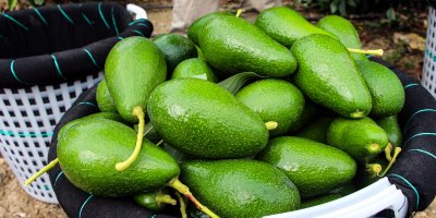 Adana’da avokado hasadı: Kilosu 110 TL’ye kadar geriledi