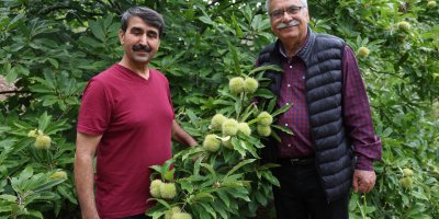 Saimbeyli’de bin 200 rakımda kestane yetiştirdi, çiftçilere örnek oldu