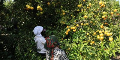 Adana'da mandalinanın kilogramı 3 liraya kadar geriledi