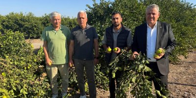 Adana’da limon ağaçları ürünleriyle birlikte kesiliyor