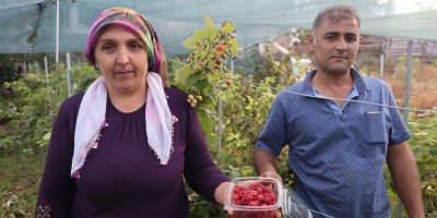 Saimbeyli’de ilk ahududu bahçesini kurdu: Kilosunu 500 liradan satıyor