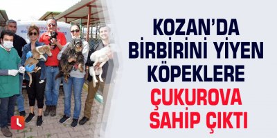Kozan’da birbirini yiyen köpeklere Çukurova sahip çıktı