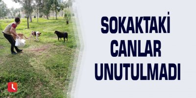 Sokaktaki canlar unutulmadı