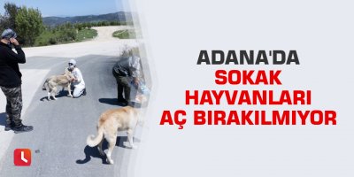 Adana'da sokak hayvanları aç bırakılmıyor