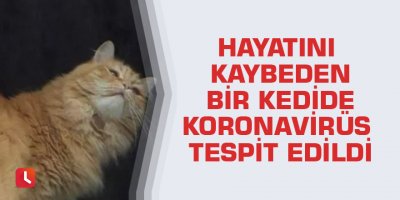 Hayatını kaybeden bir kedide koronavirüs tespit edildi