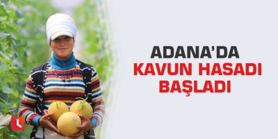 Adana’da kavun hasadı başladı