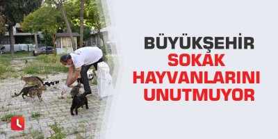 Büyükşehir sokak hayvanlarını unutmuyor