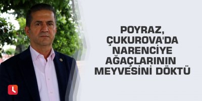 Poyraz, Çukurova'da narenciye ağaçlarının meyvesini döktü