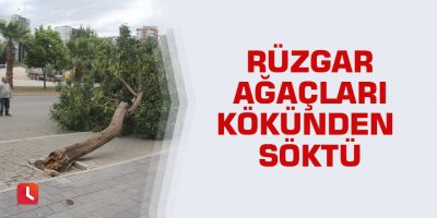Rüzgar ağaçları kökünden söktü