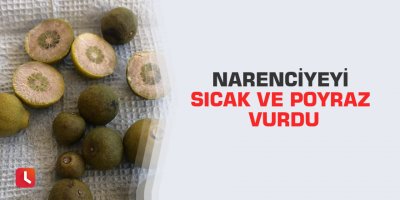 Narenciyeyi sıcak ve poyraz vurdu