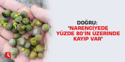 Doğru: "Narenciyede yüzde 80’in üzerinde kayıp var"