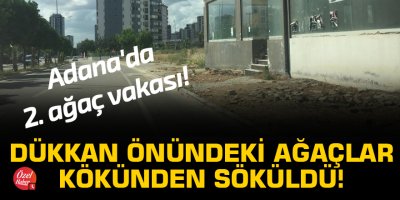 Adana'da ikinci ağaç vakası! Dükkan önündeki ağaçlar kökünden söküldü!