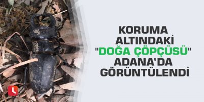 Koruma altındaki "doğa çöpçüsü" Adana’da görüntülendi