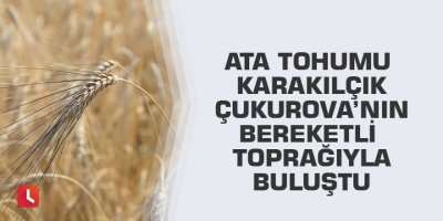 Ata tohumu karakılçık Çukurova’nın bereketli toprağıyla buluştu