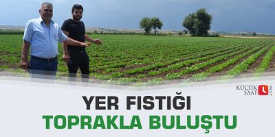 Yer fıstığı toprakla buluştu
