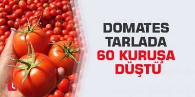 Domates tarlada 60 kuruşa düştü