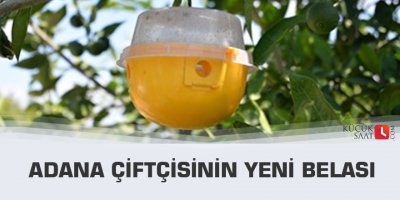 Adana çiftçisinin yeni belası