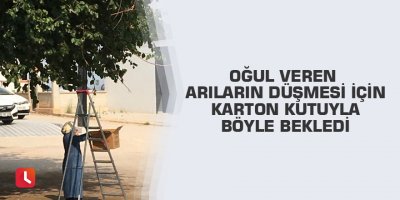 Oğul veren arıların düşmesi için karton kutuyla böyle bekledi
