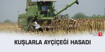 Kuşlarla ayçiçeği hasadı