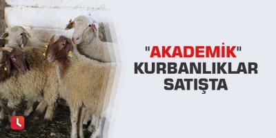 "Akademik" kurbanlıklar satışta