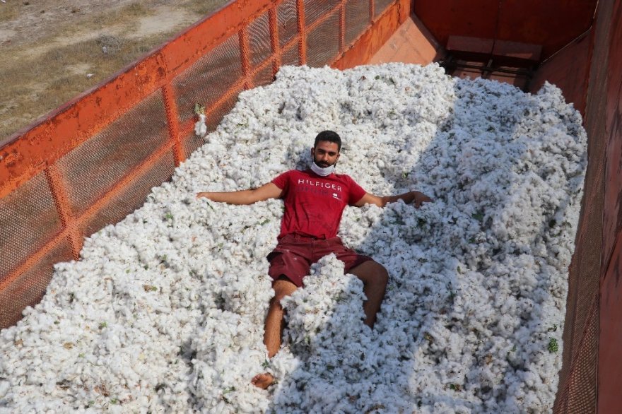 "Beyaz altın" pamukta hasat başladı
