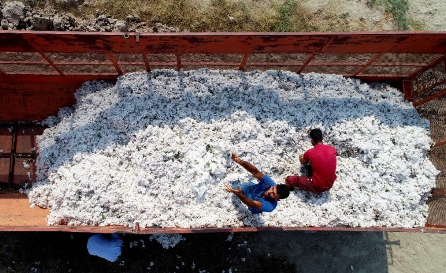"Beyaz altın" pamukta hasat başladı