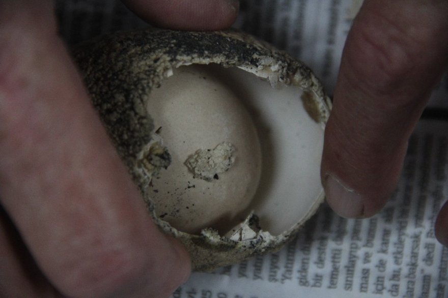 Milyonda bir görülüyor: 4 katmanlı yumurtadan yumurta çıktı