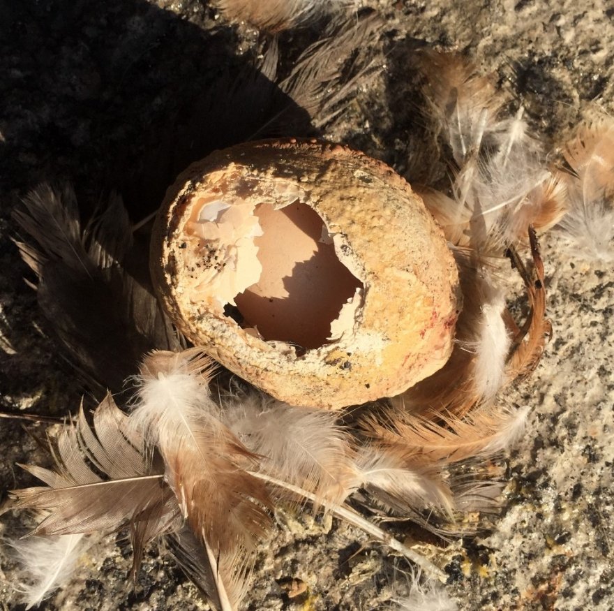 Milyonda bir görülüyor: 4 katmanlı yumurtadan yumurta çıktı