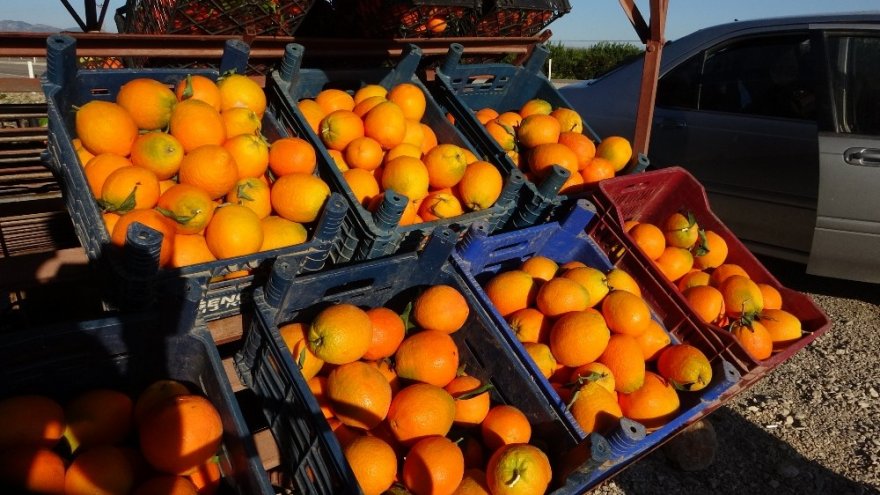 Çukurova’nın yolları portakal karnavalını aratmıyor