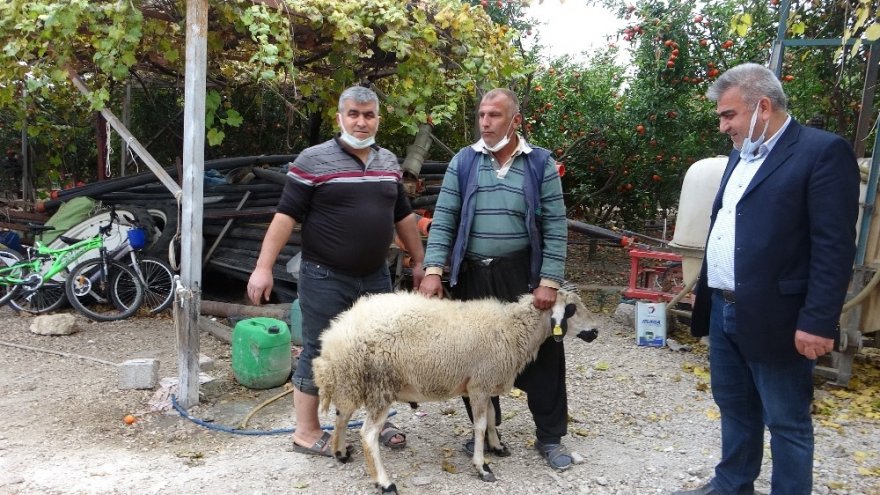 Kozan portakalının hasadına kurban kesilerek başlandı