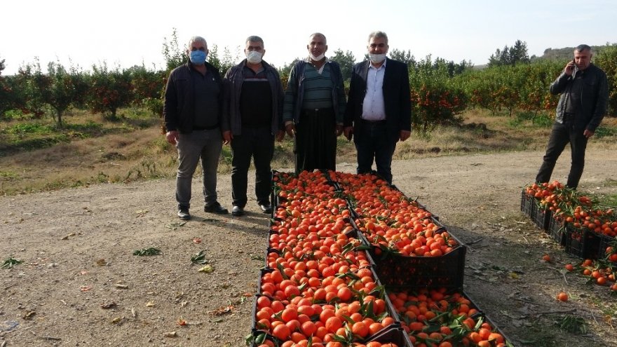 Kozan portakalının hasadına kurban kesilerek başlandı