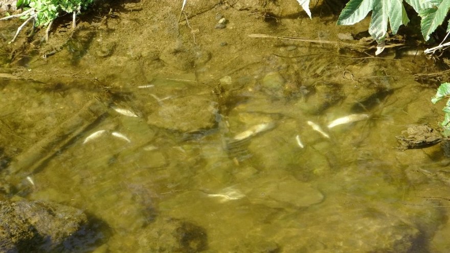 Kozan’da derede yüzlerce balık telef oldu