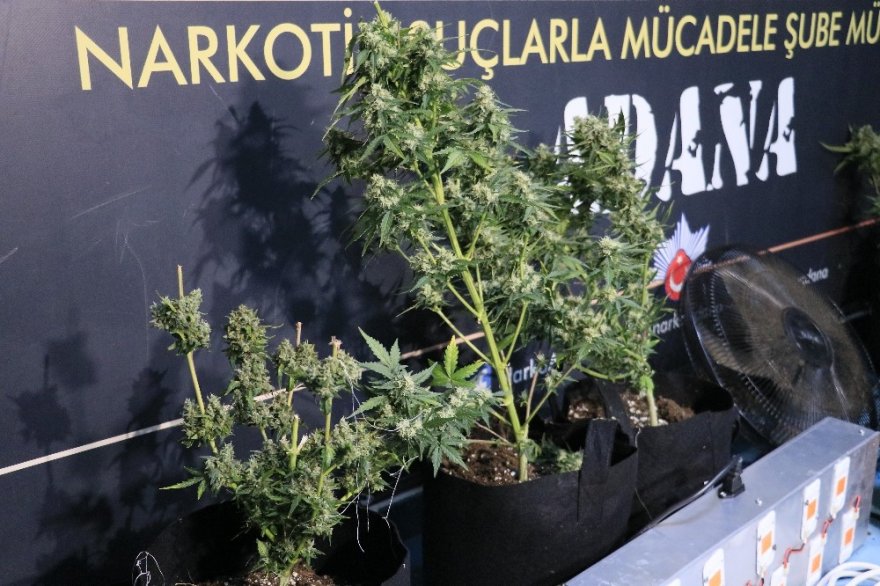 Evlerinde uyuşturucu yetiştiren baba ve oğlu yakalandı