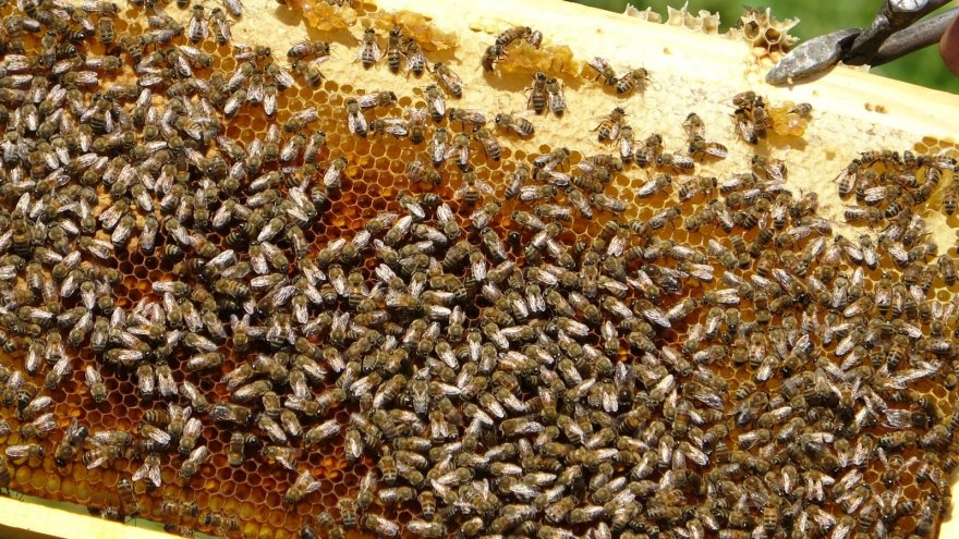 Çukurovalı arıcıların yaylalara yolculuğu başlıyor