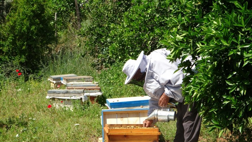 Çukurovalı arıcıların yaylalara yolculuğu başlıyor