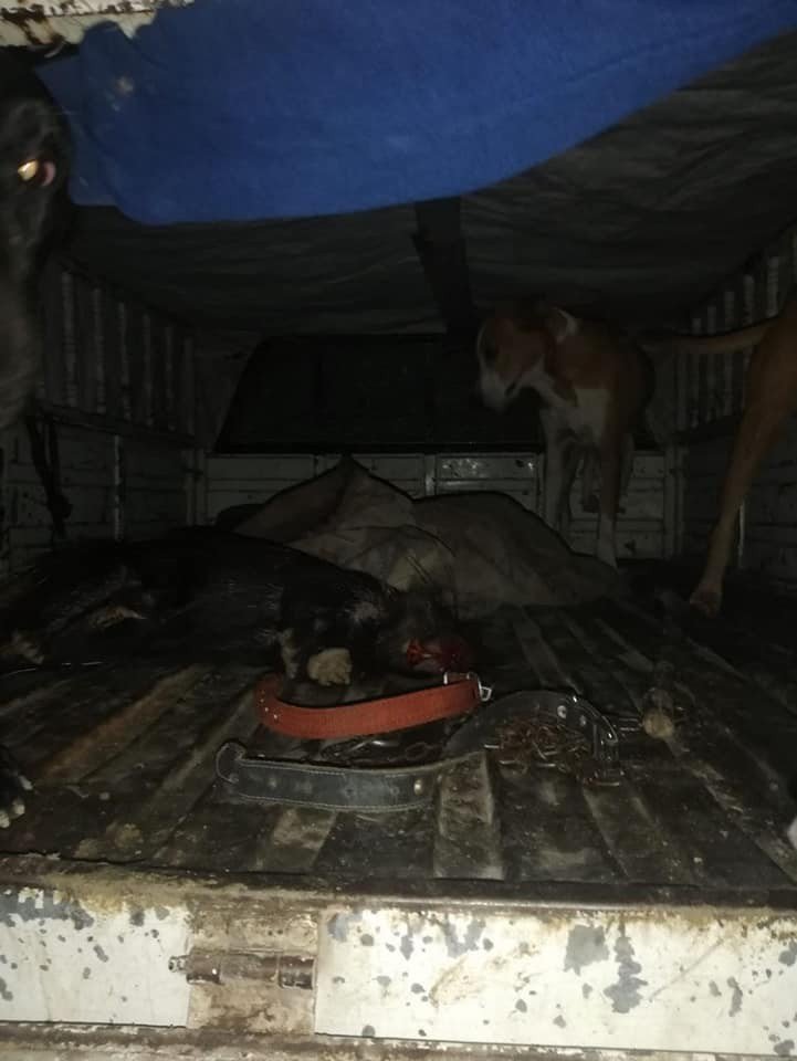 Oklu kirpi avlayan 4 kişiye 12 bin TL ceza