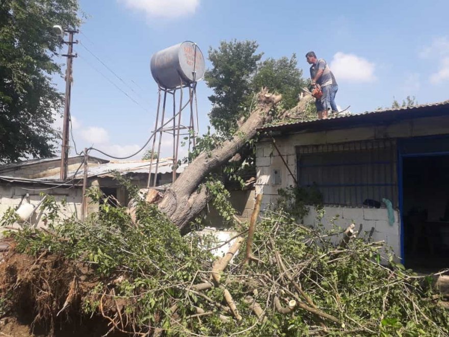 Yarım asırlık dut ağacı fırtınada evin üzerine devrildi