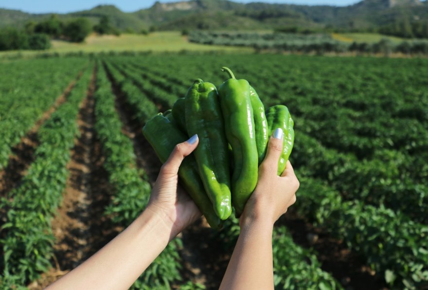 "Hayriye" yüz güldürecek