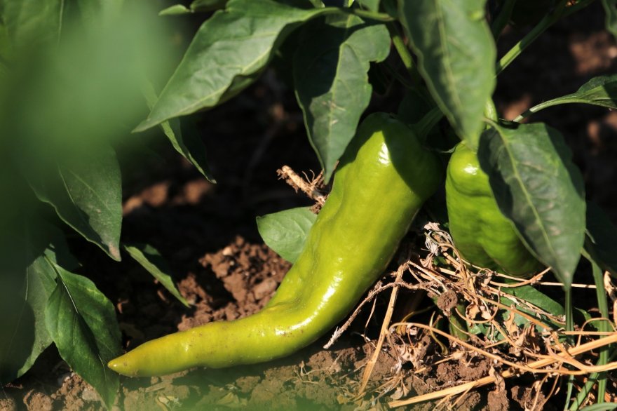 "Hayriye" yüz güldürecek