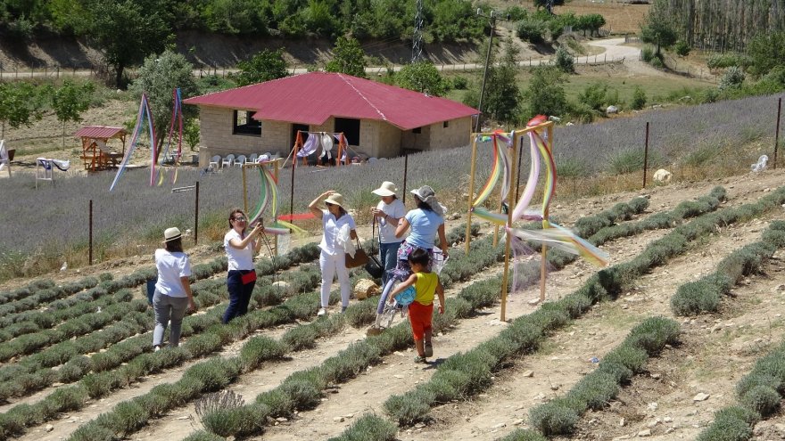 Kadınların büyüttüğü lavantaları yine kadınlar hasat etti