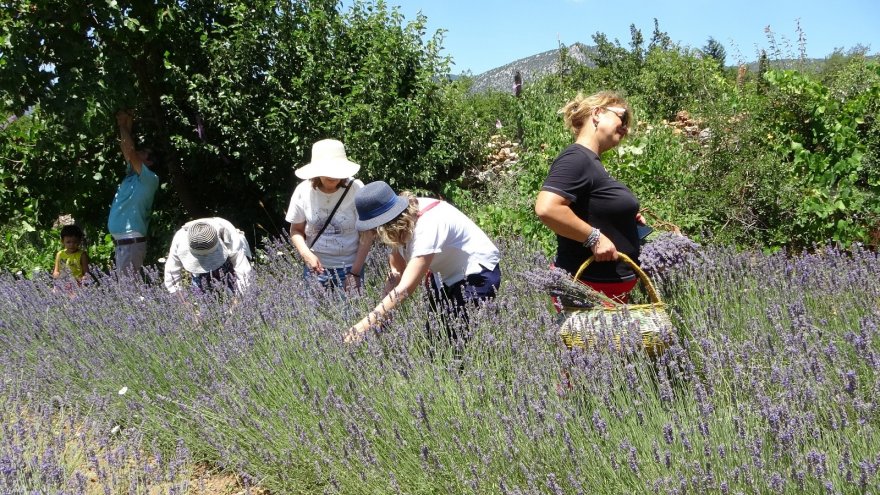 Kadınların büyüttüğü lavantaları yine kadınlar hasat etti