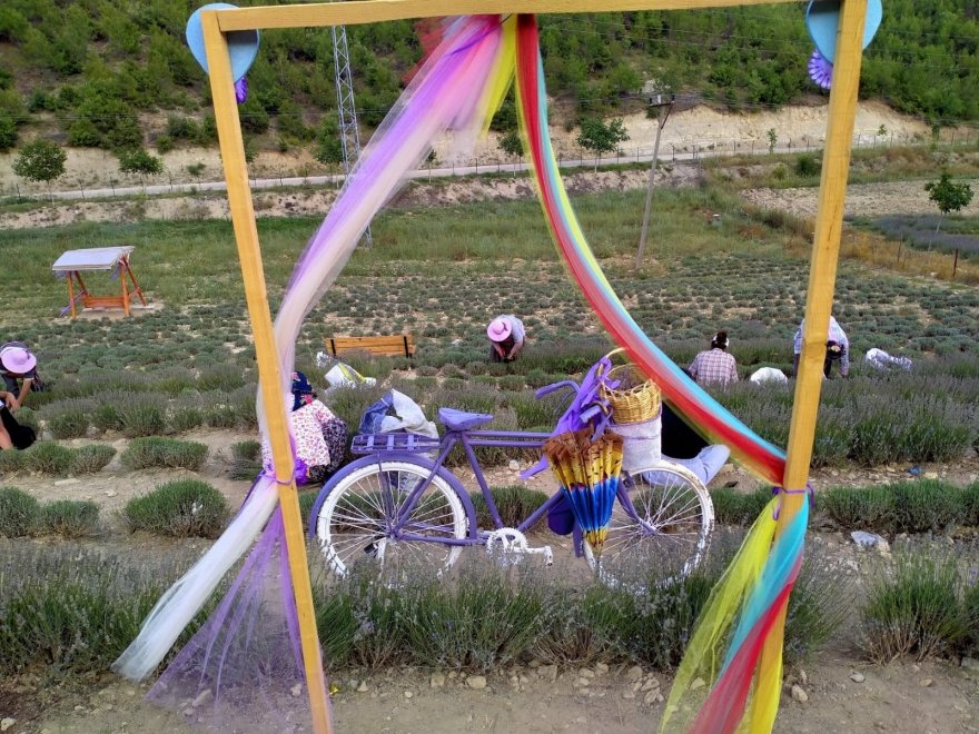 Kadınların büyüttüğü lavantaları yine kadınlar hasat etti