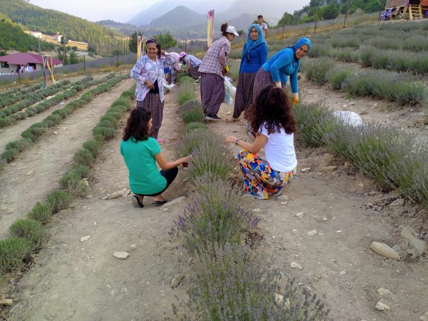 Kadınların büyüttüğü lavantaları yine kadınlar hasat etti