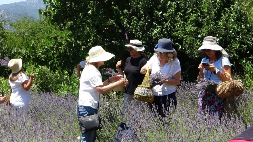 Kadınların büyüttüğü lavantaları yine kadınlar hasat etti