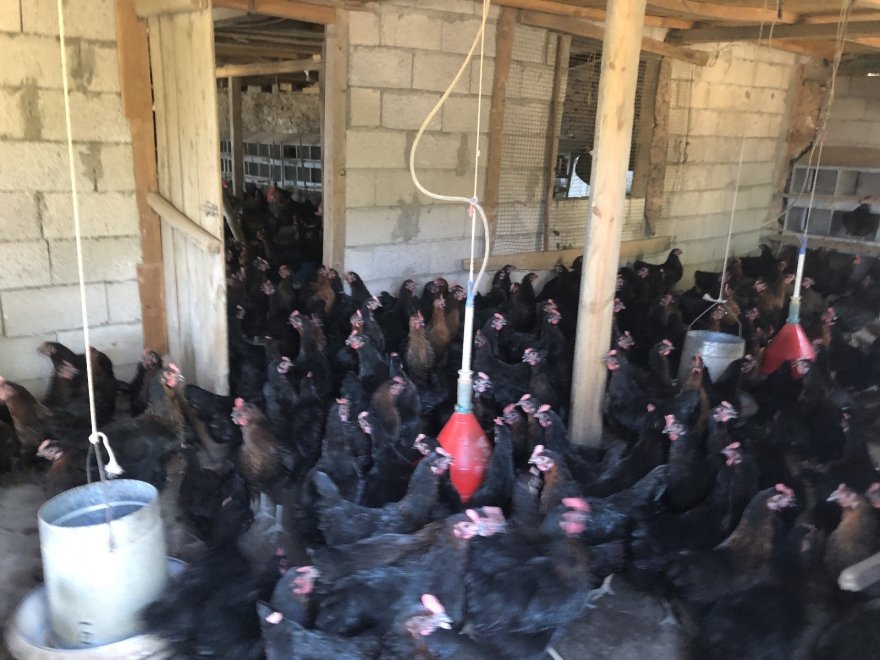 Binlerce tavuk gençlerin geleceği oldu