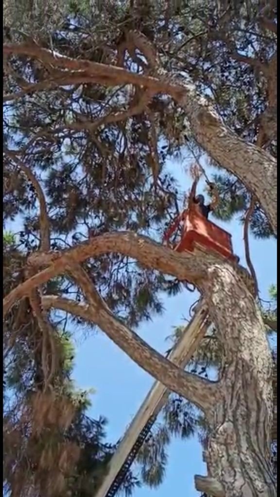 İtfaiye ekipleri leyleği kurtarıp su içirerek doğaya bıraktı