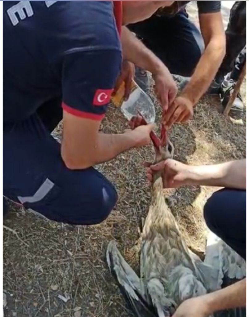 İtfaiye ekipleri leyleği kurtarıp su içirerek doğaya bıraktı