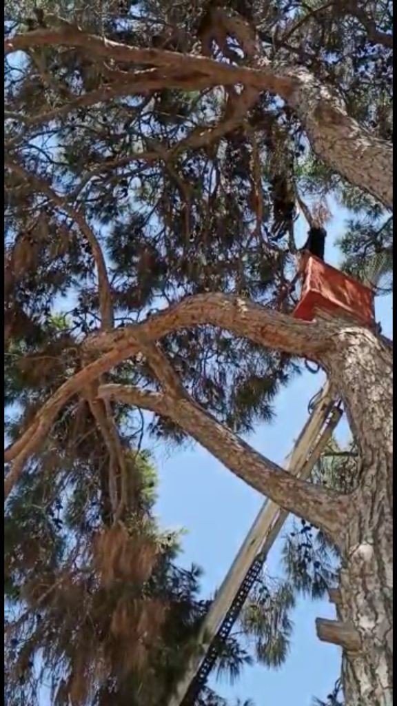 İtfaiye ekipleri leyleği kurtarıp su içirerek doğaya bıraktı